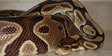 Togo : 25 pythons royaux vivants saisis par les forces de sécurité, d’autres espèces également