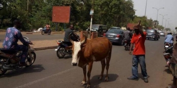 Agoè Nyivé 1 : la circulation des animaux domestiques interdite