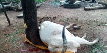 Drame à Tchamba 2 : un mort, 25 cases incendiées et 101 bœufs abattus