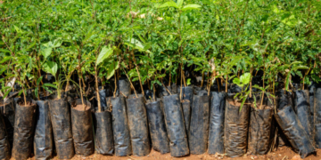 Campagne de reboisement 2022 : un million d&rsquo;arbres à planter le 1er juin