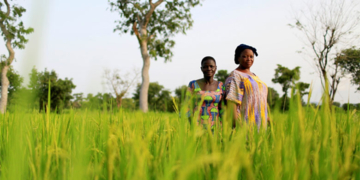 Les innovations technologiques modernisent l’agriculture togolaise