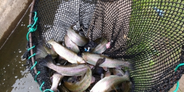La pêche suspendue sur le lac de Nangbéto pour 3 mois