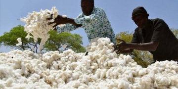 Dapaong : les meilleurs producteurs de coton récompensés