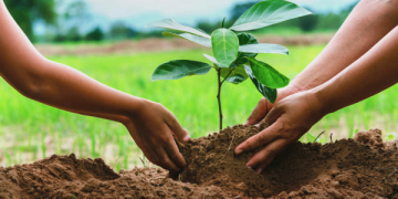 Entretenir les plants existants et mettre en terre d’autres