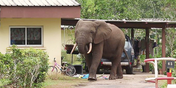 Réduction des conflits hommes-éléphants : des acteurs communautaires outillés à Bassar