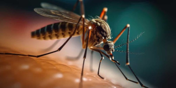 Cas de dengue enregistrés au Togo : voici des mesures pour réduire le risque de contracter la maladie