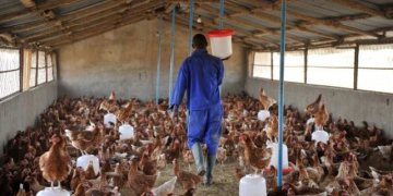Grippe aviaire : plus de 6500 volailles infectées dans trois préfectures du Togo