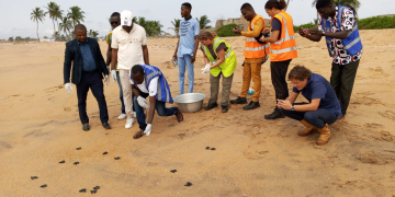 Agbodrafo : relâchement de 147 tortillons marins dans le cadre du projet de protection côtière
