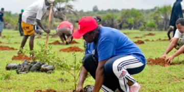 Campagne de reboisement : 71 000 plants déjà mis en terre dans les Savanes